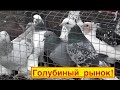 Голубиный рынок в Астрахани 20 12 20г