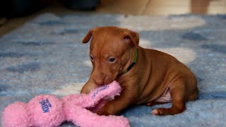 X litter 4 weeks old, Cirneco dell'Etna puppies