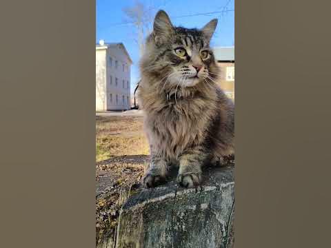 🐈‍⬛🌤️ город Буй 🌤️ - YouTube