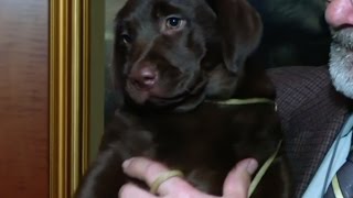 America's  Favourite Dog Breed by Uzoo 14,646 views 7 years ago 1 minute, 9 seconds