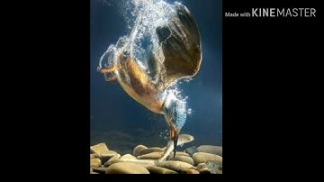 (آية الكرسي) أعظم آية في كتاب الله، وتلاوة رائعة  للقارئ مشاري راشد العفاسي و مكررة من جل الحفظ