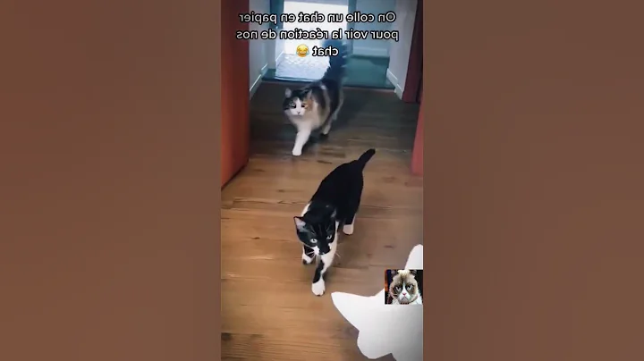 Video 2422381: coon turkish angora manx, turkish angora manx cat, cornish rex manx cat, angora manx cat munchkin, rex manx cat american, american bobtail siamese cat, curl american bobtail siamese, maine coon turkish angora