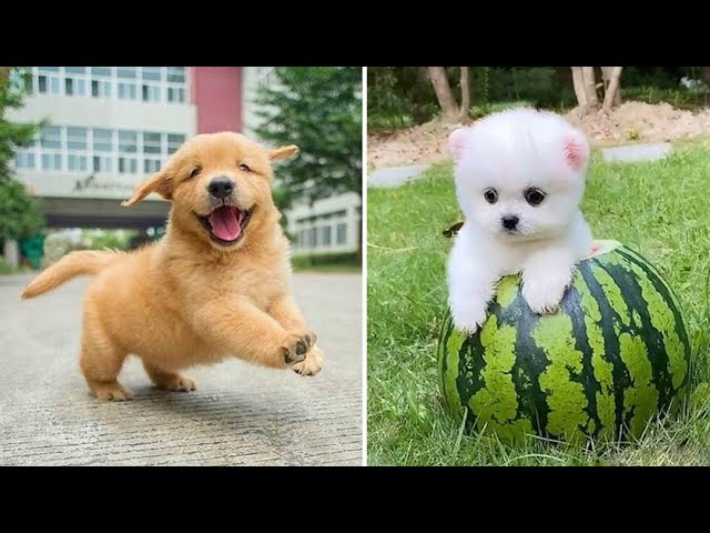 Baby Dogs 🔴 Cute and Funny Dog Videos Compilation #1 | 30 Minutes of Funny  Puppy Videos 2021 - YouTube