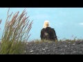 American Bald Eagle Homer Alaska