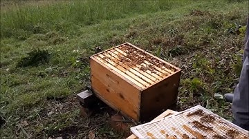 Bees   Cross Comb