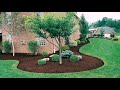 Ideas Small Backyard Tree Landscaping Big Pine With