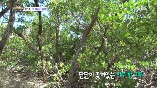정글의법칙 in 캐리비언 130802 #19(1)