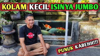 KOLAM KOI KECIL INI ISINYA JUMBO DAN BULKY SEMUANYA BAHKAN HARGA IKAN MELEBIHI KOLAM#koi #koifish