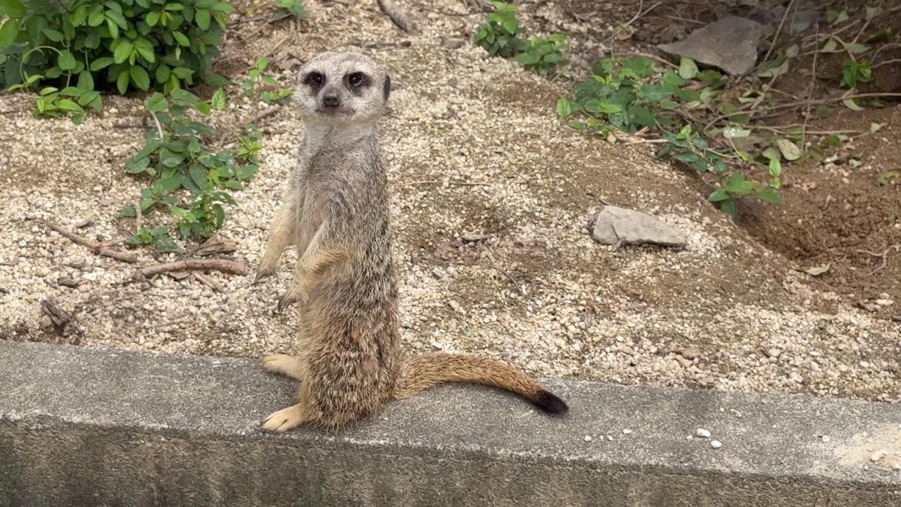 ミーアキャットさん 番外編 ミーアキャットさん警戒中【番外編】【東武動物公園】 - YouTube