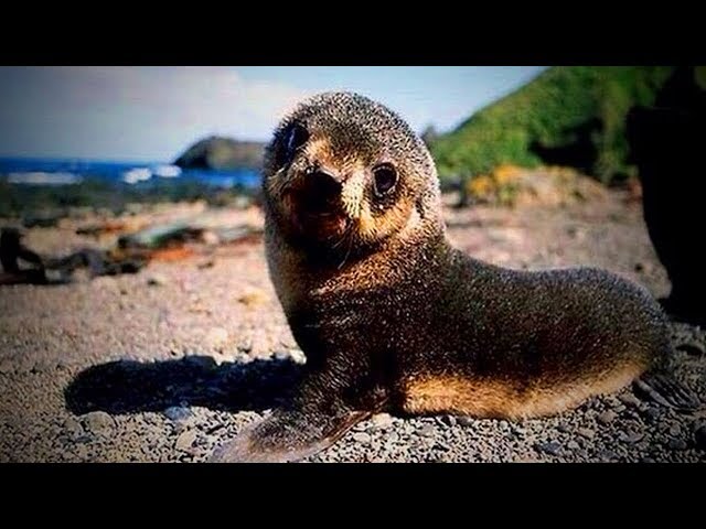 Funny Seals  Funny and Cute Seals (Part 1) [Funny Pets]