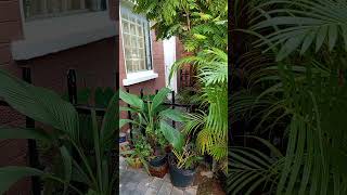 សលេងចាបយំ☘️🌿 #mmoដៃថ្មី #nature #bauthuy #foryou #youtubeshorts #shorts