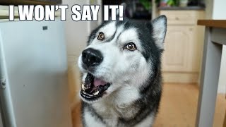 Arguing With My Husky Until He SAYS It Back! Cutest Reply!