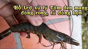 BÍ KIẾP XỬ LÝ TÔM "ĐEN MANG, LÚ ĐÓNG CỢN, NGHẸT OXY" VÀ PHÒNG BỆNH CHO TÔM - CUA MÙA MƯA HIỆU QUẢ