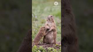 Vanilla Icecream From Shit Of Beaver.