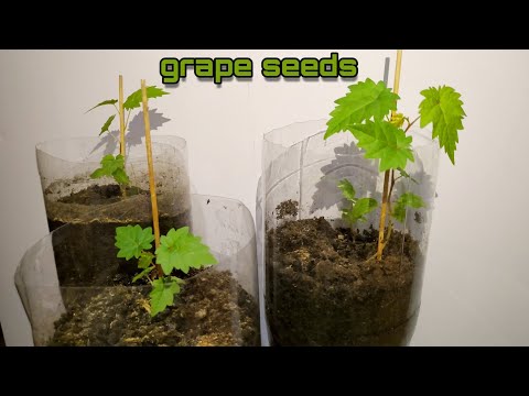 Üzümlerimin son halleri / Grape seed planting | #asma yetiştirme