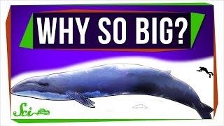 Why Are Marine Mammals So Big?