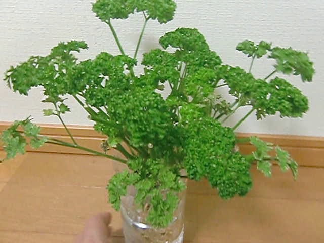 室内で簡単パセリの育て方 水耕栽培で1年中冬でも収穫可能 How To Grow Parsley Simply Indoors Youtube