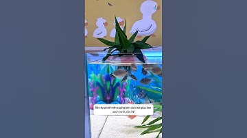 Trồng cây thủy canh và cho cá ăn sạch nước với chiếc phao nhỏ và giỏ đựng cây #aquatic #shorts