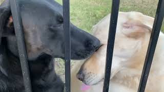 Midnight ❤️ Hannah by Odin the German Shepherd 3,529 views 1 year ago 27 seconds