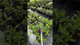 Профилактические обработки. #garden #обработкасада #гортензии #plants