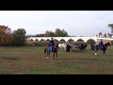 Wideo: Węgierski pokaz koni na Puszta