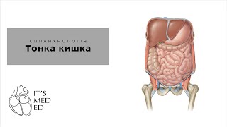 Тонка кишка. Анатомія