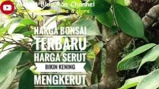 jenis bonsai & harga/bonsai beringin jawa/bonsai dolar/serut/mirten/kimeng/bougenvile/usaha bonsai /