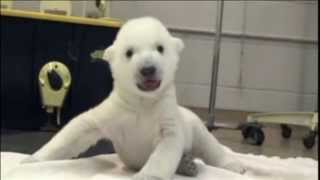 Watch Baby Polar Bear Cub Takes First Steps