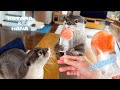 カワウソにサーモンアイス作ってあげたら必死に取り出す姿がかわいすぎた　Otters Excited About Salmon Popsicles