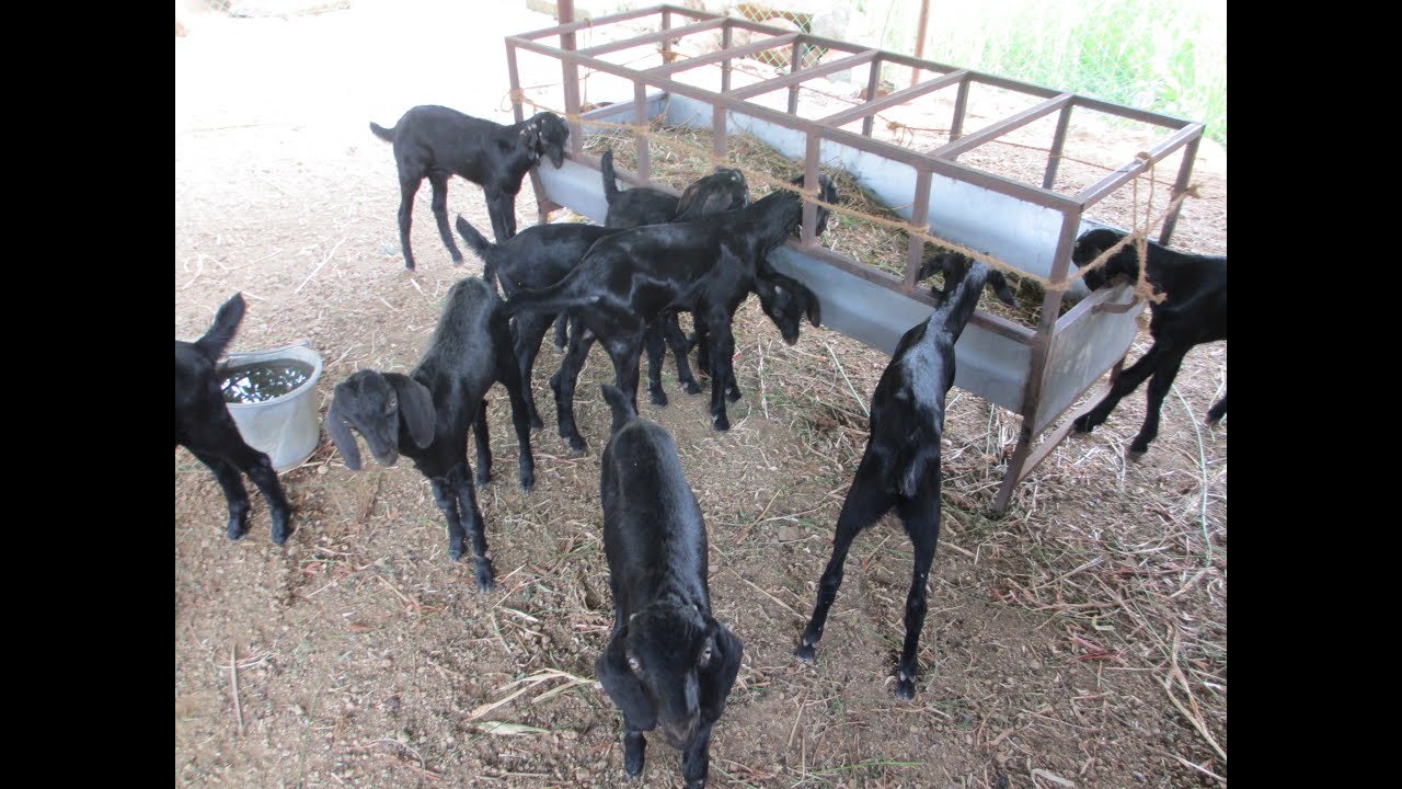 Image result for goat farming