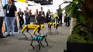 ROBODOG Unitree and Spot Boston Dynamics Team Vs 20,000 people Sydney Build2022 EXPO