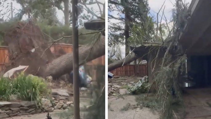 Homeowner Screams As Tree Crashes Onto House During Storm