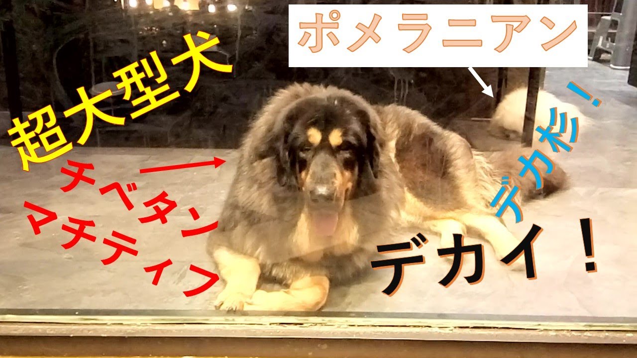 Big Dog 超大型犬 日本では珍しい Youtube