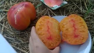 вот и поспел томат 🍅,,Загадка природы,, биколор -необычный вкус и цвет!