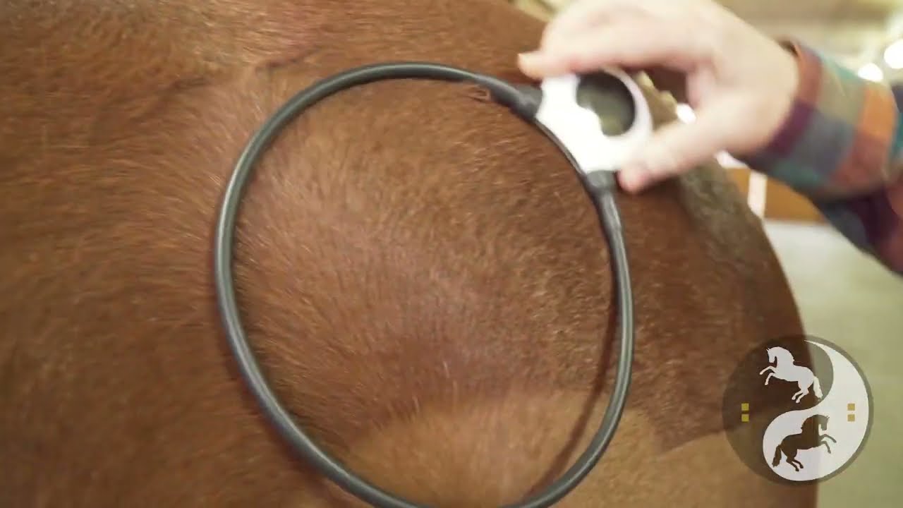 Safe and Effective PEMF Therapy For Horses