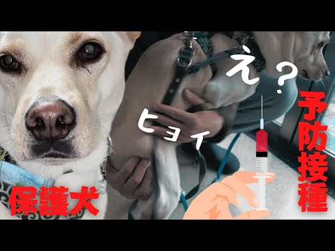 「狂犬病予防注射」を全力で嫌がる保護犬の全力が可愛いw