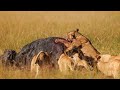 The rongai prides epic buffalo hunt at ishara