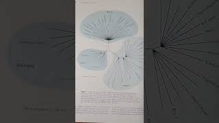 Molecular genetics of bacteria 🦠 #2023 #education #books #review part 2