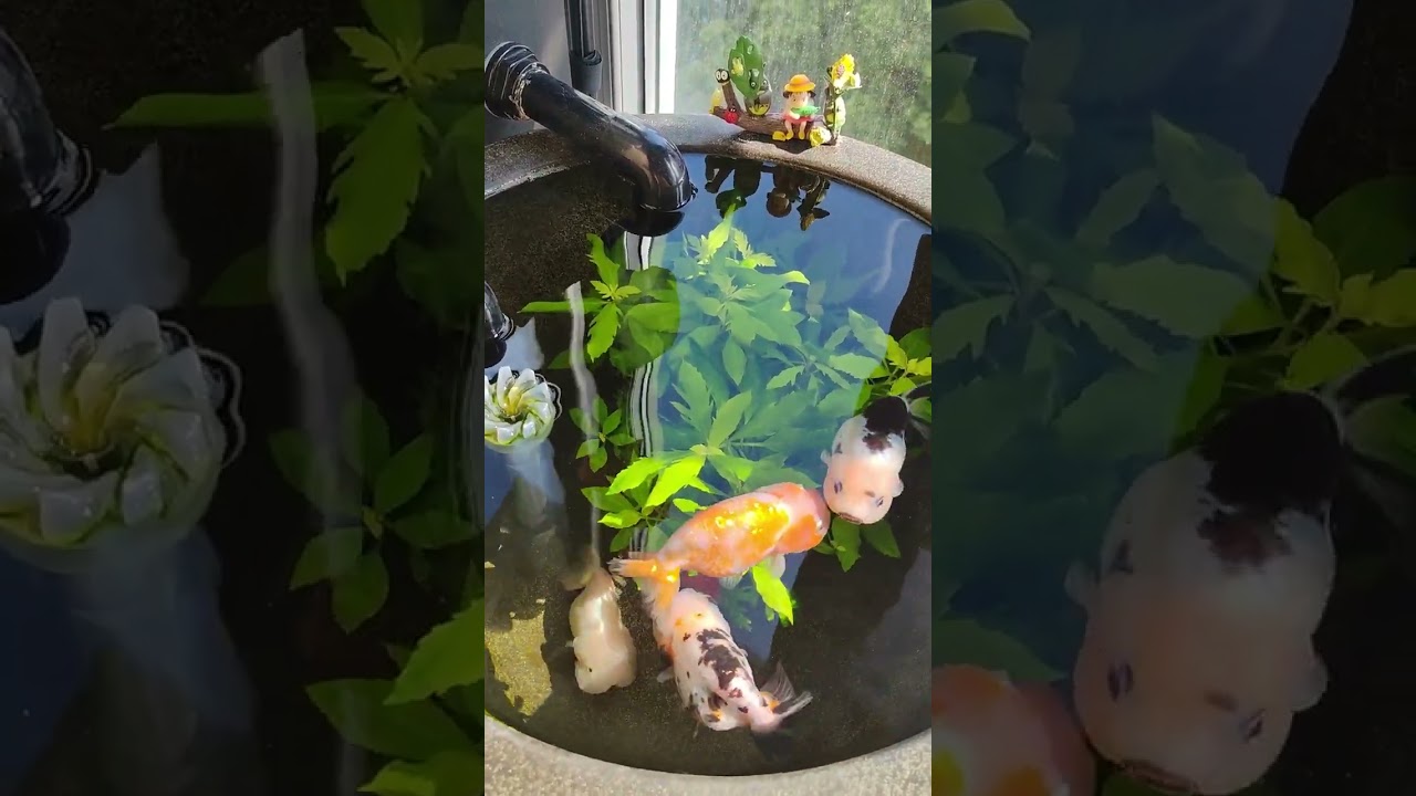 Fat fish dance while listening RUDE H2H