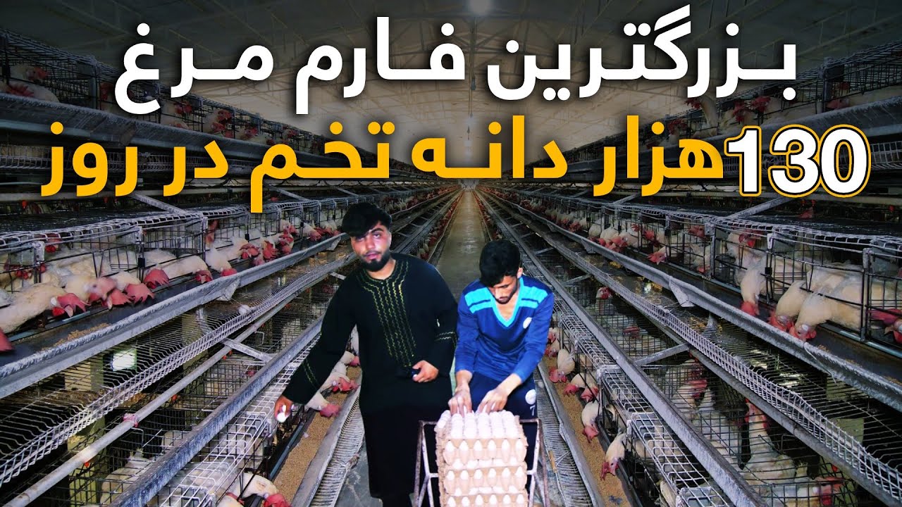 در این فارم در یک روز بیشتر از مصرف افغانستان تخم مرغ تولید می شود