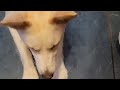 Bluebird Provisions Dog Bone Broth Review