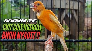 SUARA Kenari GACOR PANJANG Pancingan \u0026 masteran Kenari Paud AGAR gacor AMPUH Kenari MACET bunyii