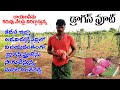 Dragon Fruit Cultivation In Kadapa Dist., | క‌రువు నేల‌పై విరగ్గాస్తున్న డ్రాగ‌న్ ప్రూట్‌| pennerutv