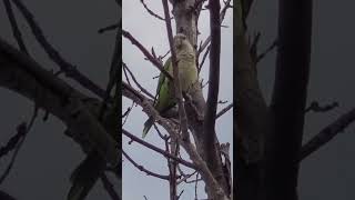 This is a beautiful tropical bird is now here and its called the Quaker Parakeet.