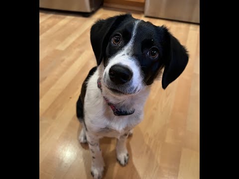 Singing Tillie The Puppy 