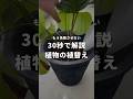 観葉植物の植替えを30秒で解説します!これで完璧です! #インテリアグリーン #観葉植物 #観葉植物のある暮らし #観葉植物の育て方 #観葉植物育て方 #植え替え