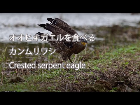 【オオヒキガエルを食べる】カンムリワシ Crested serpent eagle