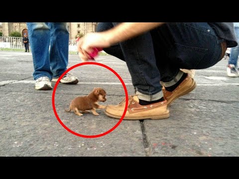 Video: De leukste honden en baby's ter wereld!