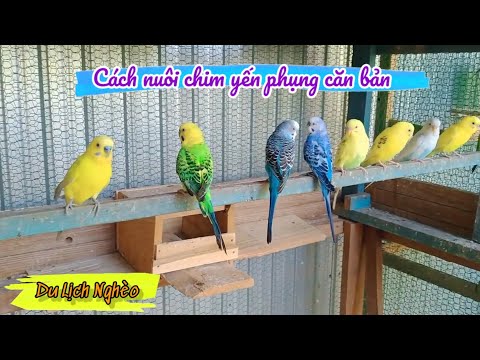Video: Cách Nuôi Chim Hoàng Yến