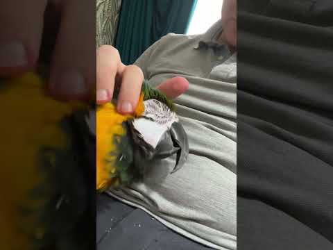 Как выглядит ухо попугая? #parrot #macaw #bird